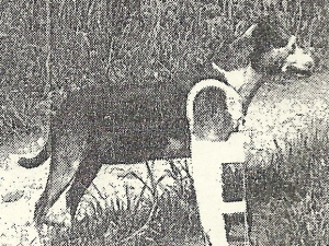 Motsie, Homer Hosbrook's dog who was shot and continued to walk due to the efforts of Dr. P.B. Johnston.